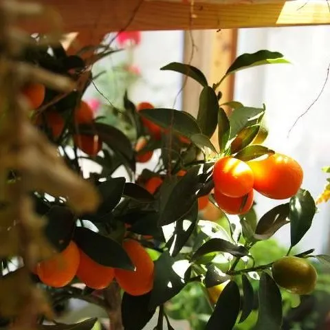 thumbnail for publication: Fortunella spp., Kumquat